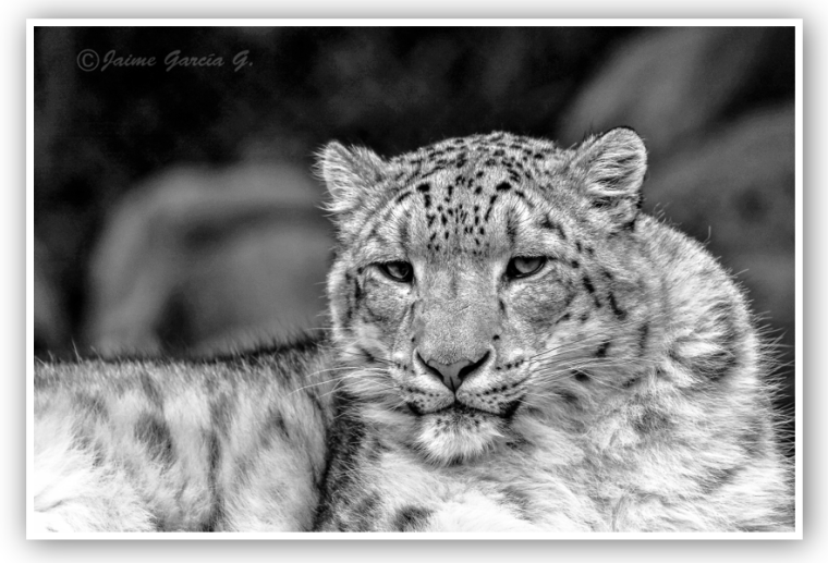 Leopardo de las Nieves, final.marco